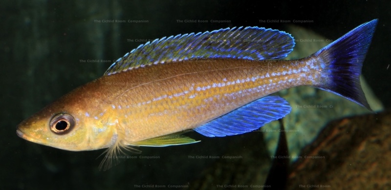 Cyprichromis sp. 'leptosoma jumbo' Livua